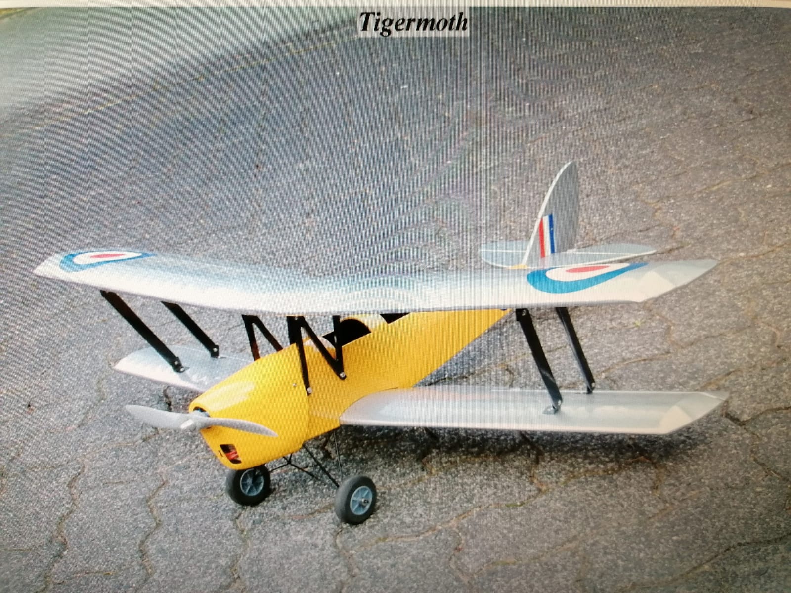 Tigermoth